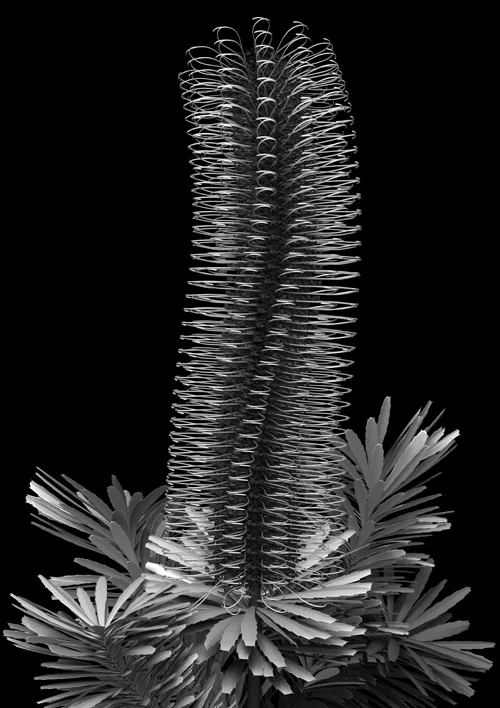 banksia_module_03_2019 A1 Edition x 20 770mm H x 530mm W Giclée print on 188gsm Hahnemühle photo rag paper $950 AUD (unframed) CODE BM03