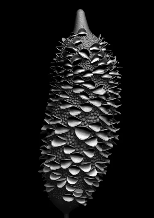 banksia_module_06_2019 A1 Edition x 20 770mm H x 530mm W Giclée print on 188gsm Hahnemühle photo rag paper $950 AUD (unframed) CODE BM06