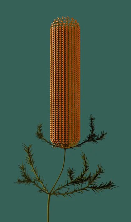 ‘ colour_series/banksia_ericifolia/2019’