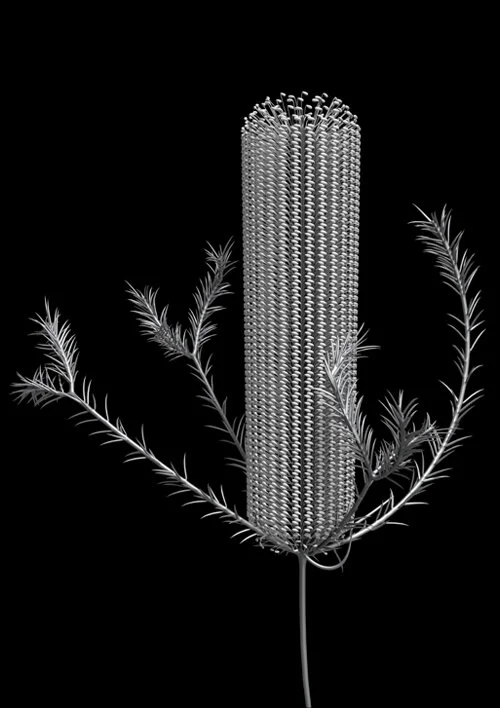 banksia_module_01_2019.jpg