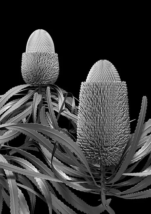 constructive_botanics_banksia_prionotes_01.jpg