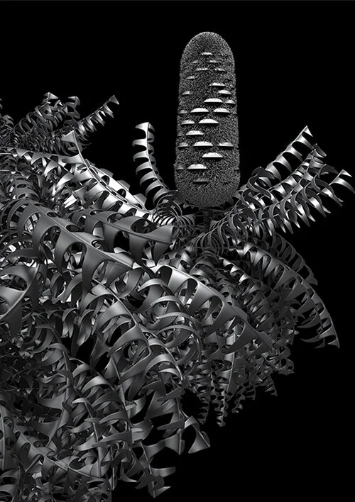 constructive_botanics_banksia_grandis_01_foliage_.jpg