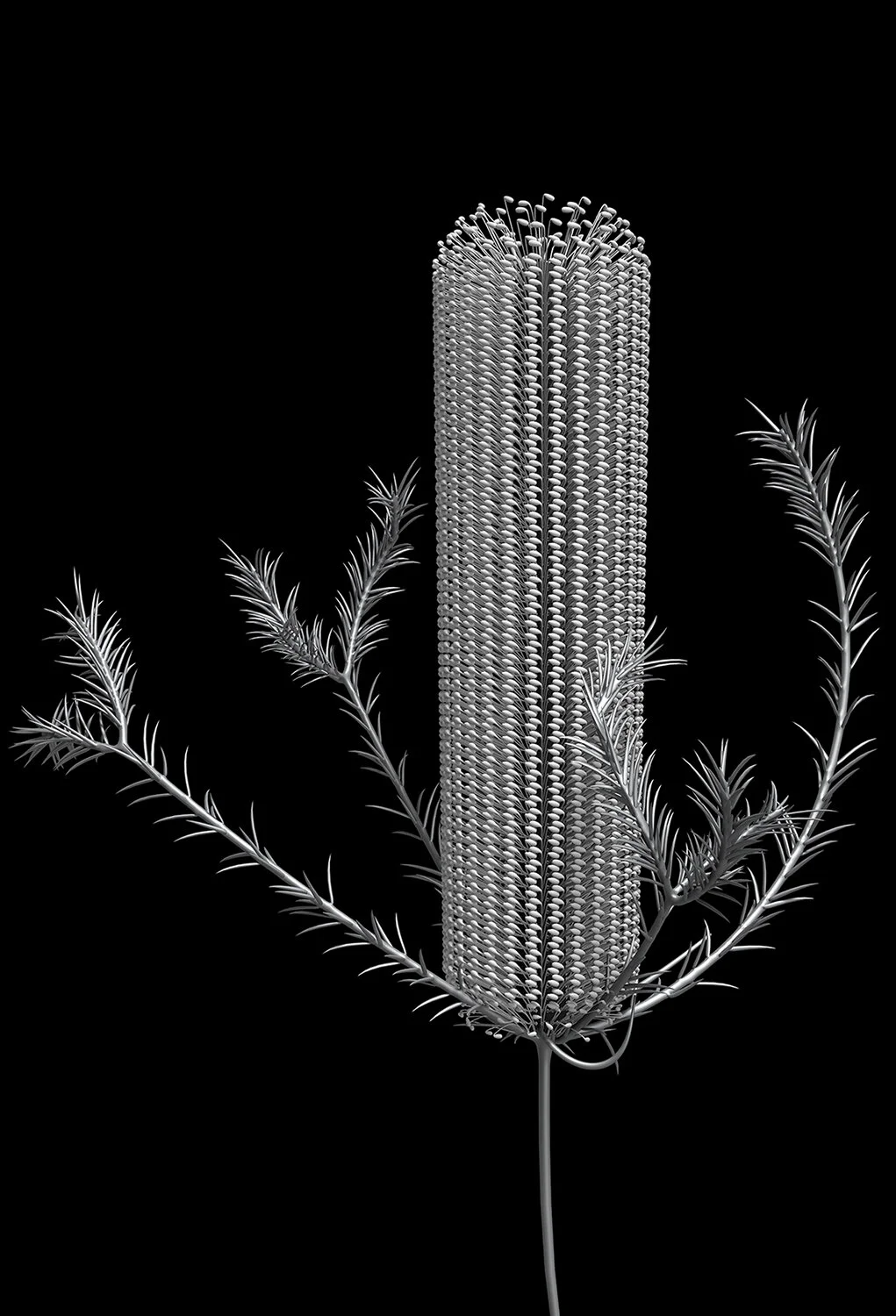 banksia_module_01_2019 A1 Edition x 20 77cm H x 53cm W (unframed) 104 cm H x 79cm W (framed) Giclée print on 188gsm Hahnemühle photo rag paper