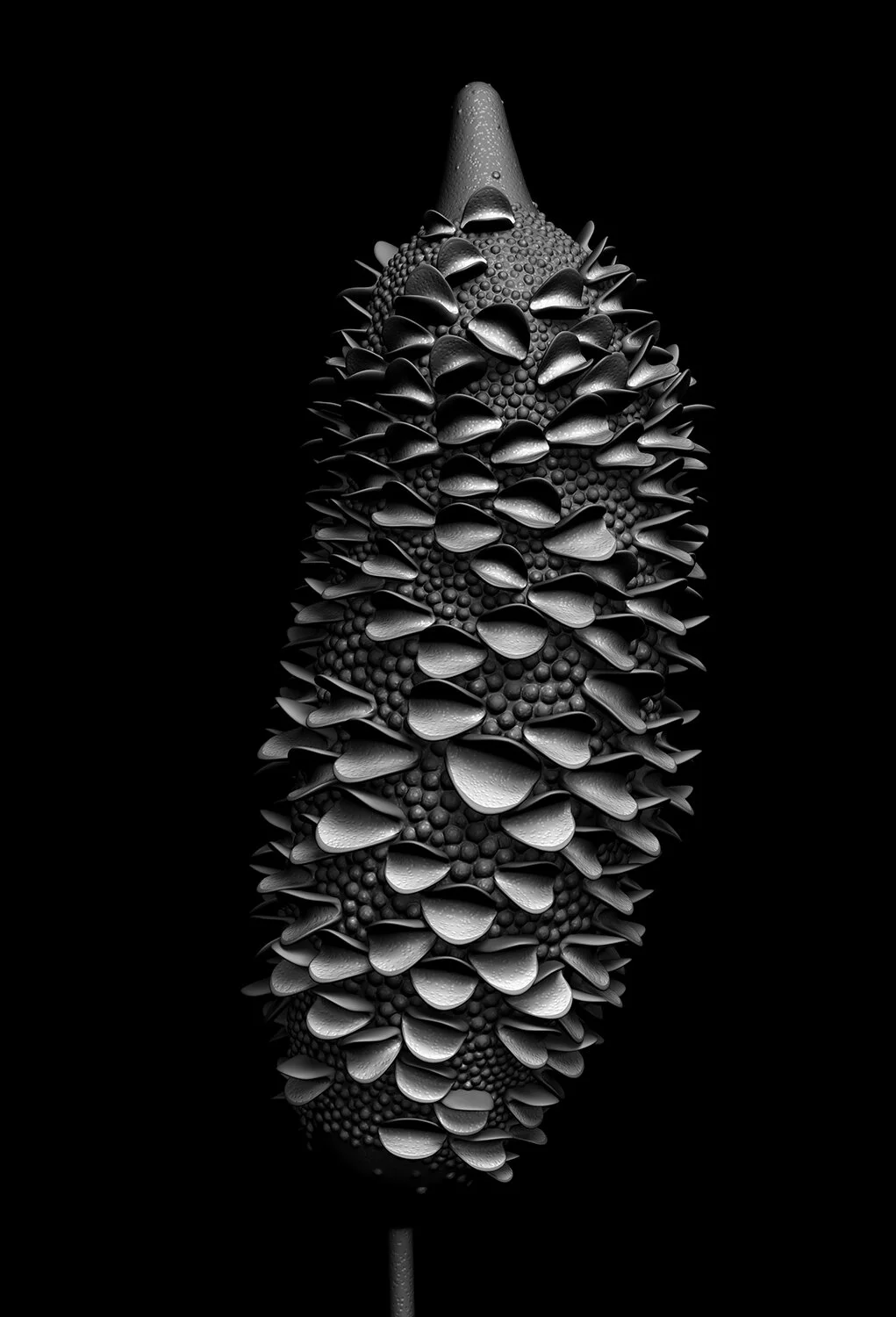 banksia_module_06_2019 A1 Edition x 20 77cm H x 53cm W (unframed) 104 cm H x 79cm W (framed) Giclée print on 188gsm Hahnemühle photo rag paper