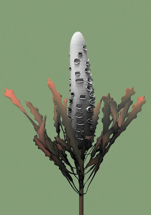 constructive_botanics_banksia_01_2015.jpg