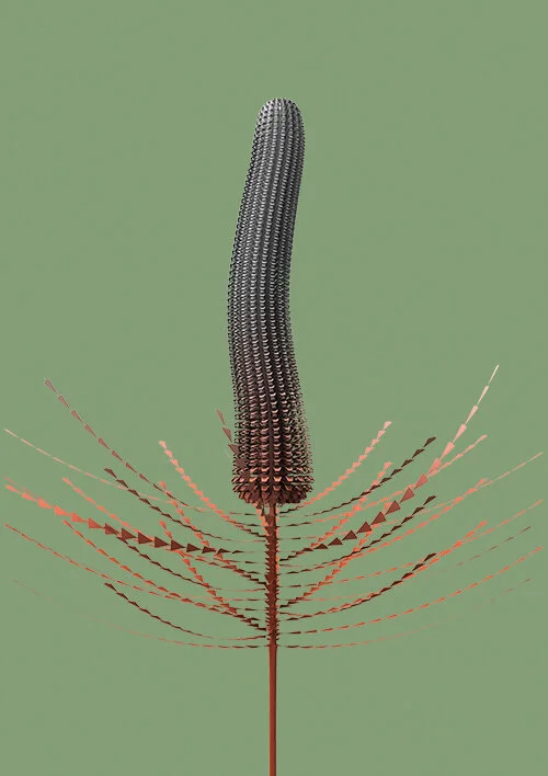constructive_botanics_banksia_05_2015.jpg
