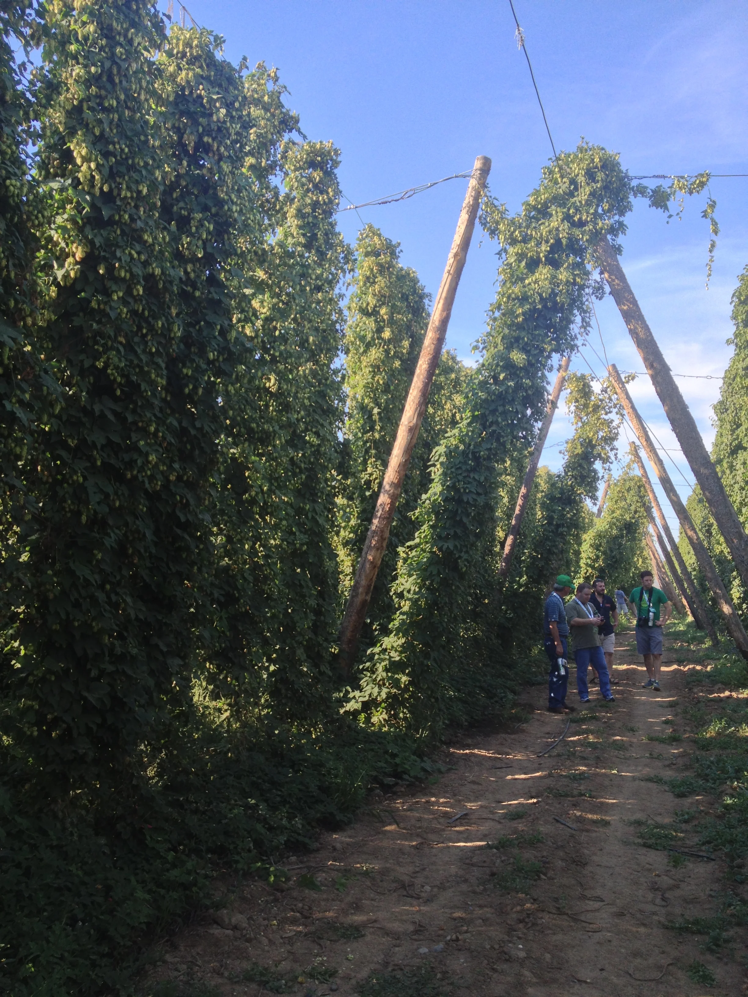 Walking through Jason Perrault's experimental hop yard. This is a section that will likely be a new commercial variety in the next 2-3 years.