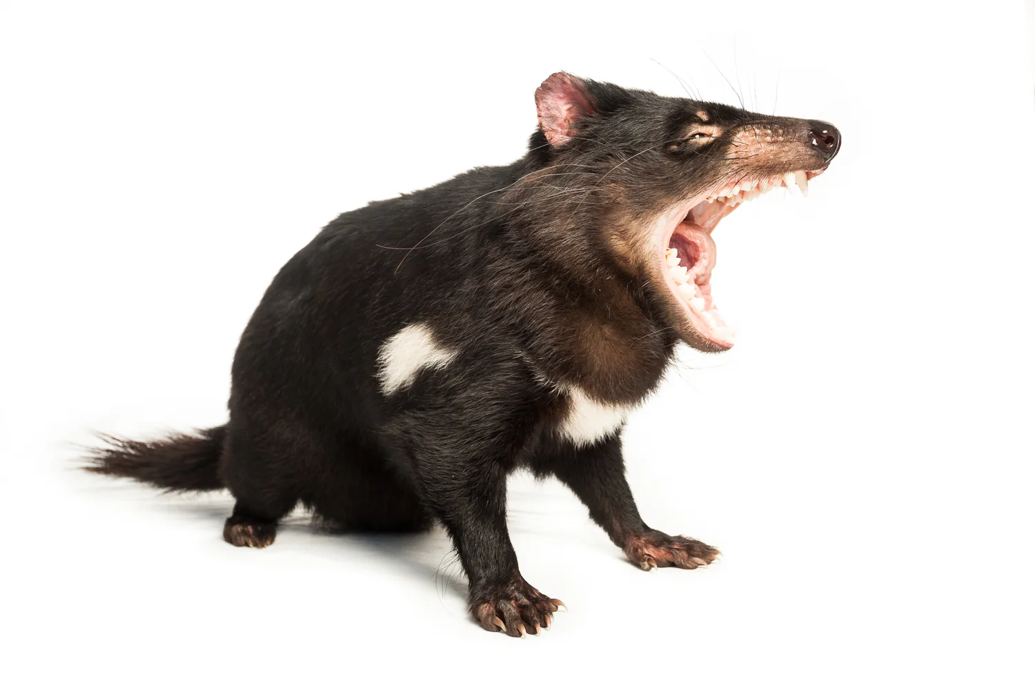 Studio portrait of a female Tasmanian devil. Photographed under controlled conditions at Trowunna Wildlife Park , Mole Creek. *Captive animal