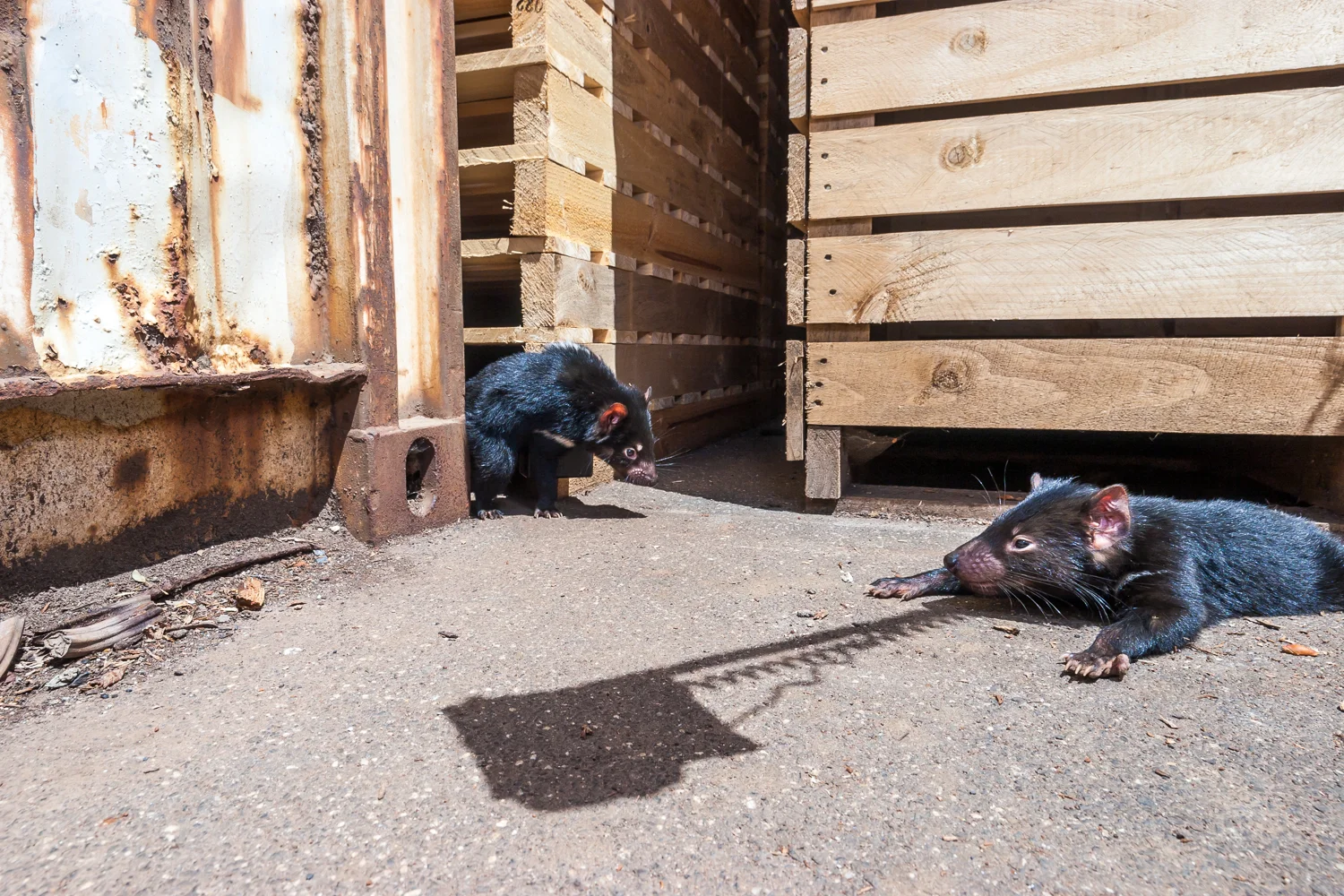 Two wild young devils laze in the sun in an industrial area. As they mature, these devils will transit into almost 100% nocturnal and daylight sightings are quite rare.