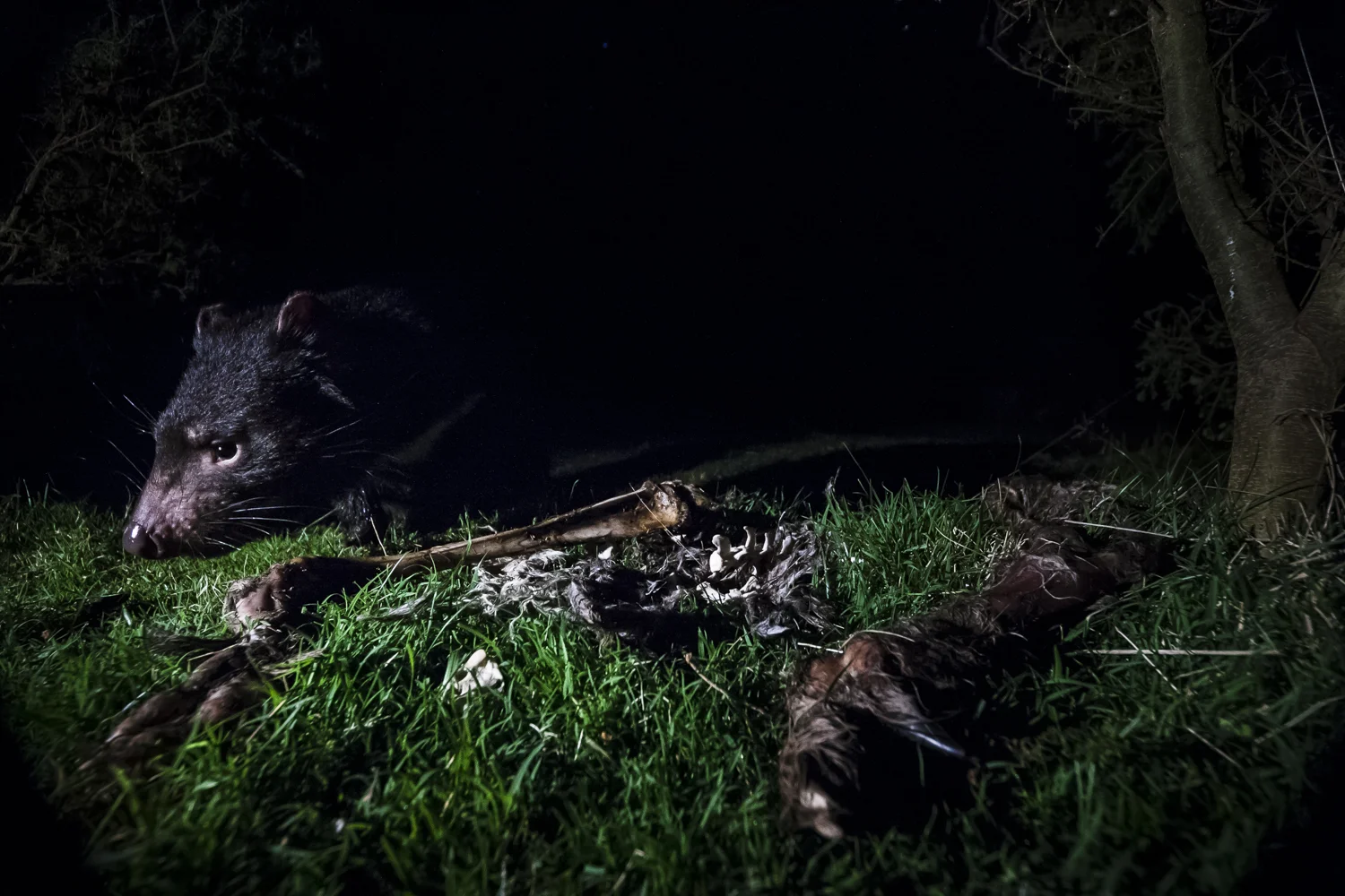 A wild Tasmanian devil returns to an existing carcass for a possible feed through the night.