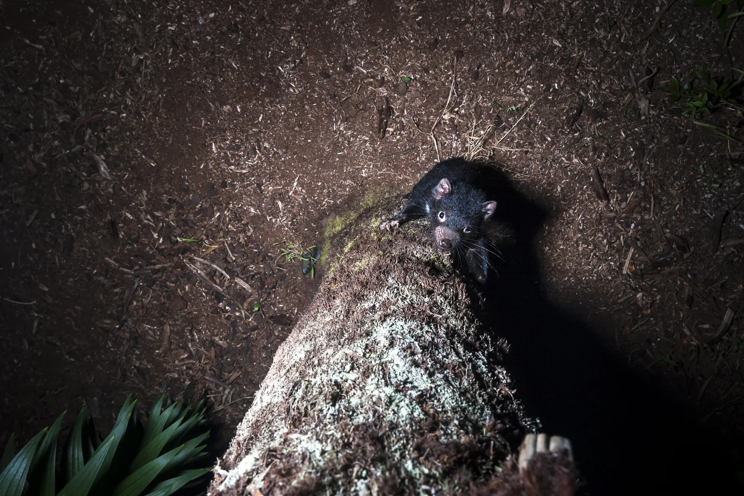 A young wild Tasmanian devil scales a fern through the night. *Commended in 2013 BBC Camera trap competition, see results here .