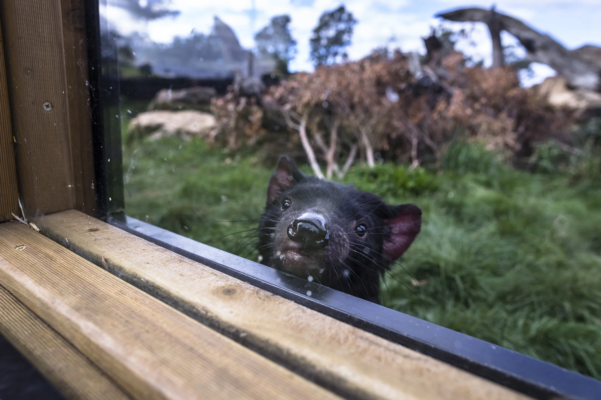 Trowunna Wildlife park in Mole Creek was the first sanctuary to successfully breed captive Tasmanian devils, parks like this give people an opportunity to see devils play, feed and fight. Sightings in the wild are very rare and can not be predicted, often taking you by surprise and are very brief. *Captive animal