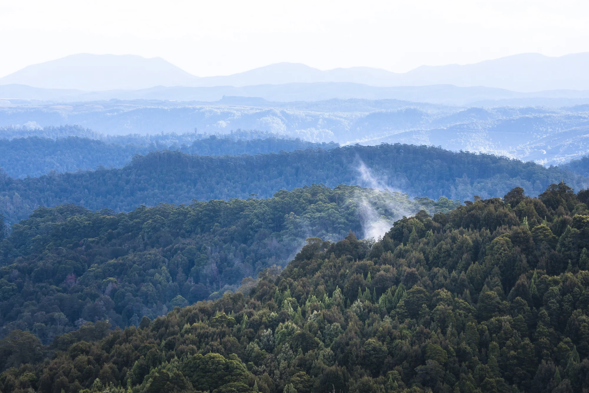 Ideal Tasmanian devil habitat ranges from dry sclerophyll forest to lush temperate rainforests.
