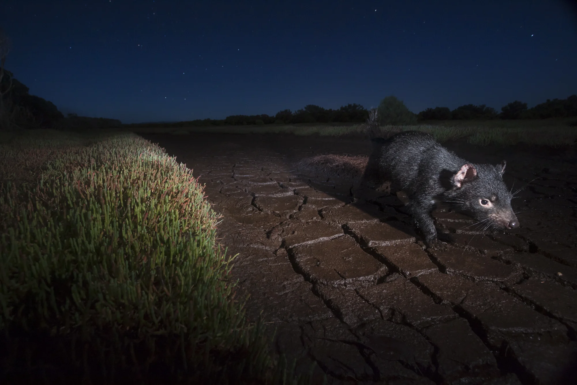 A wild Tasmanian devil walks along a bare salt marsh trail in North-West Tasmania.