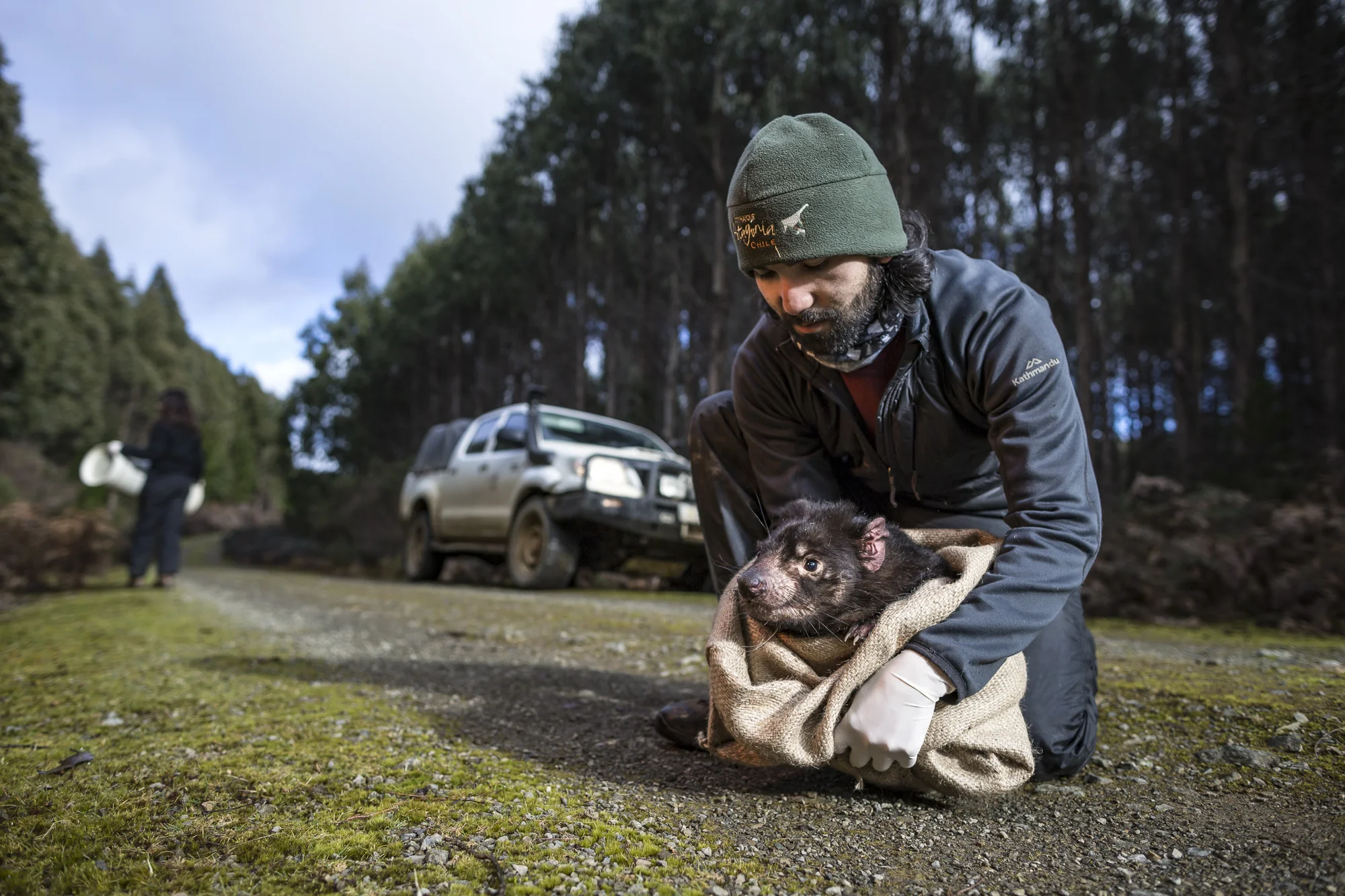 Adult female devil, Leesa is released from the scientist, Manuel Ruiz's mesh bag after her checkup. Leesa is one of very few devils who has been recored to have tumour regression in the wild.