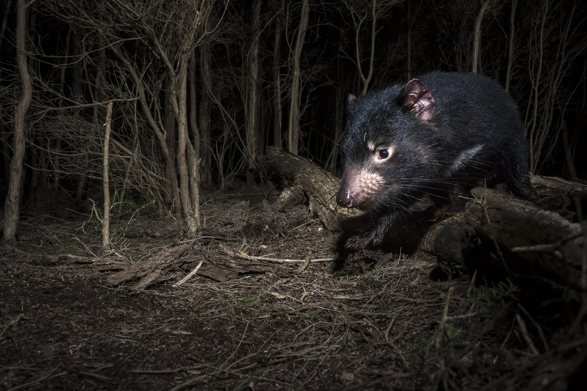 A wild Tasmanian devil crosses a fallen tree through the bush. 2013 International Loupe Awards - Open science and nature, silver award. *Silver award in the 2013 International Loupe Awards, 18th place overall in open science and nature category. See the top 50 here .