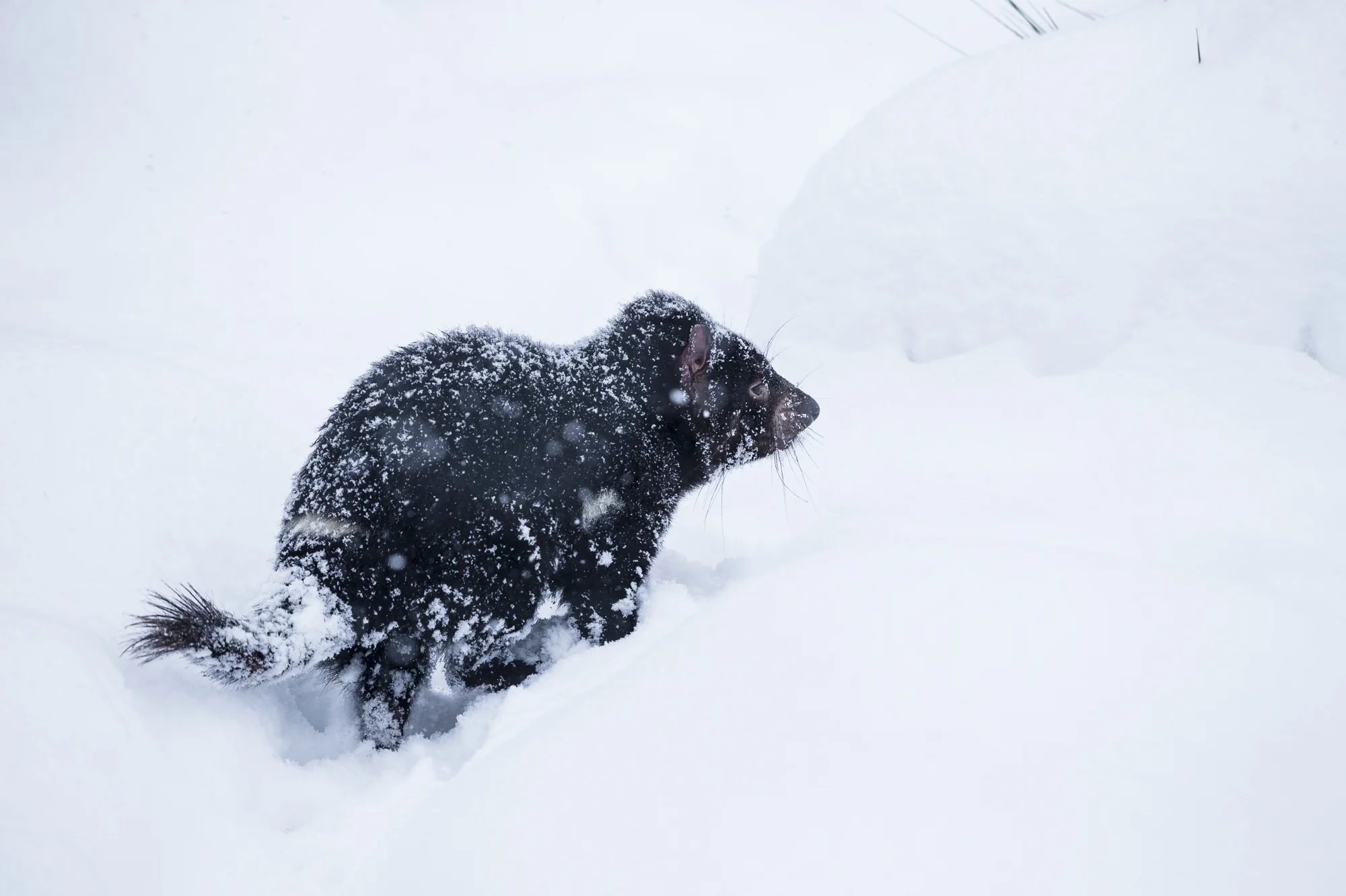 Tasmanian devils are robust and will come out of hiding in all weather conditions, a devil explores an exhibit covered in fresh snow at a Tasmanian devil conservation park. *Captive animal.
