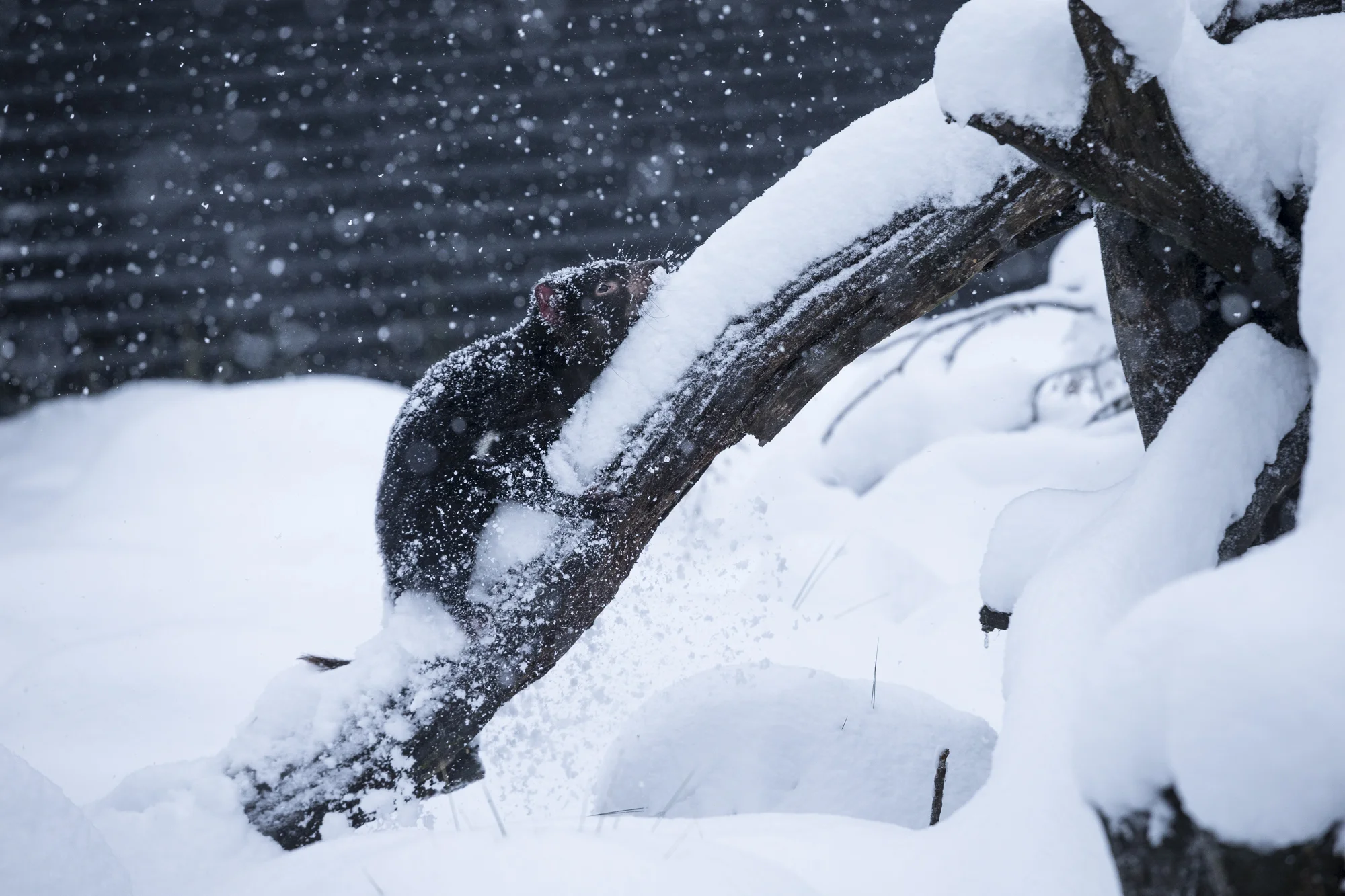 Tasmanian devils are robust and will come out of hiding in all weather conditions, a devil explores an exhibit covered in fresh snow at a Tasmanian devil conservation park. *Captive animal.
