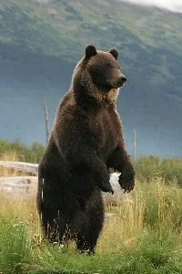 hbear.jpg