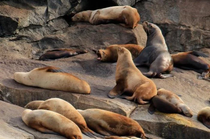 Sea Lions warming themselves in Resurrection Bay.