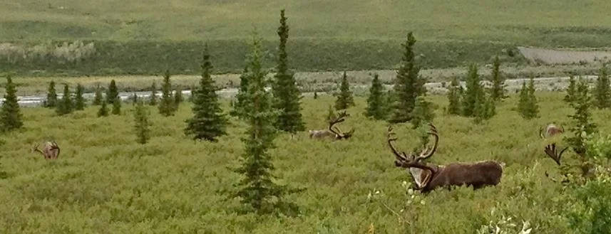 Caribou in Denali National Park.