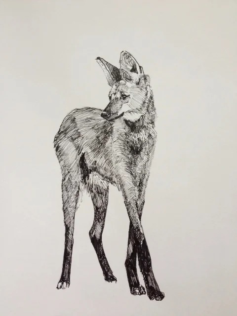 Maned Wolf