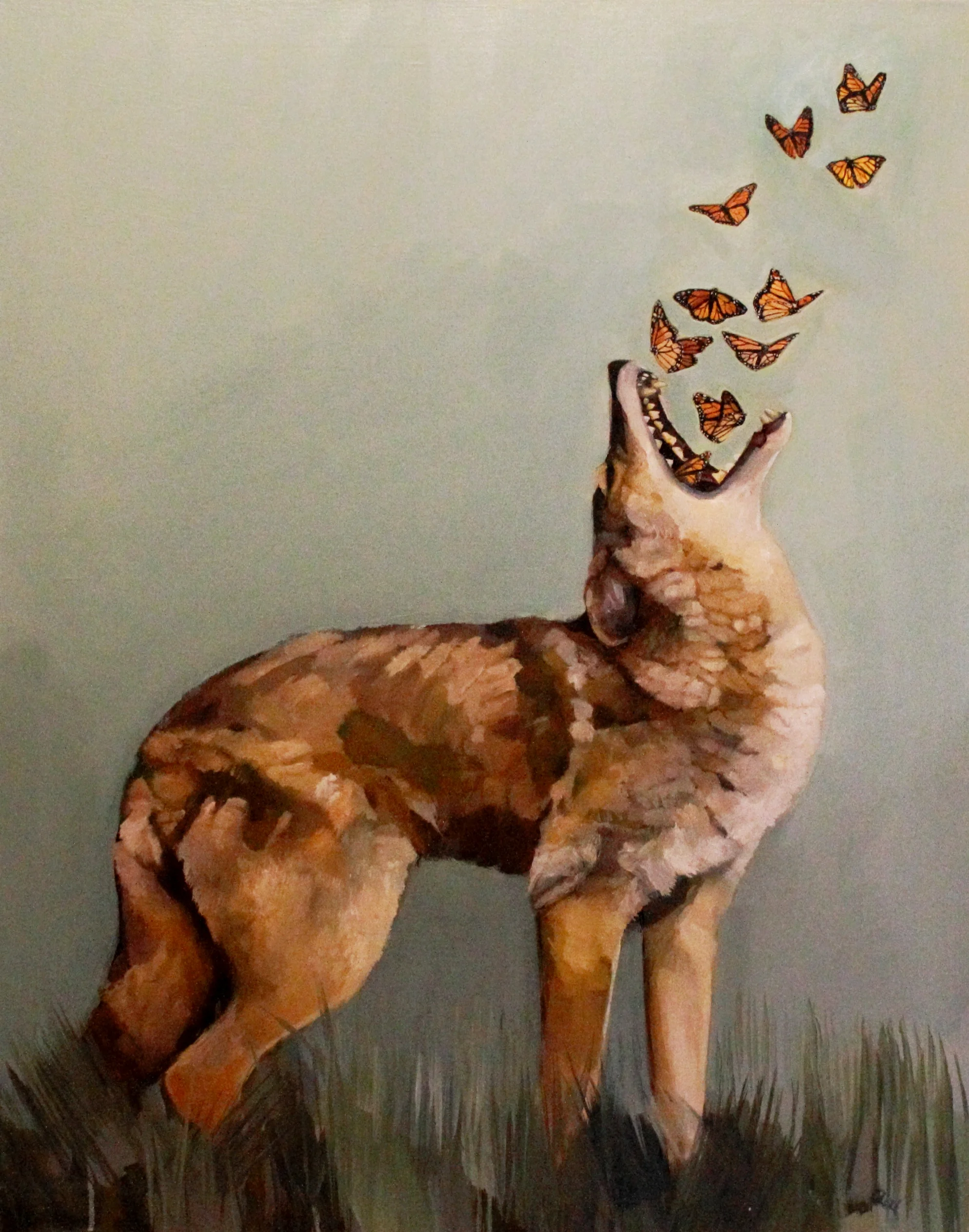 Coyote and Butterflies