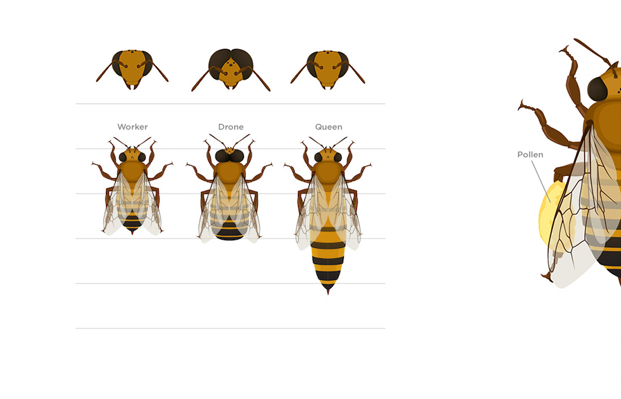 _hdhb_identity_bee_castes_pollen_1.0.png