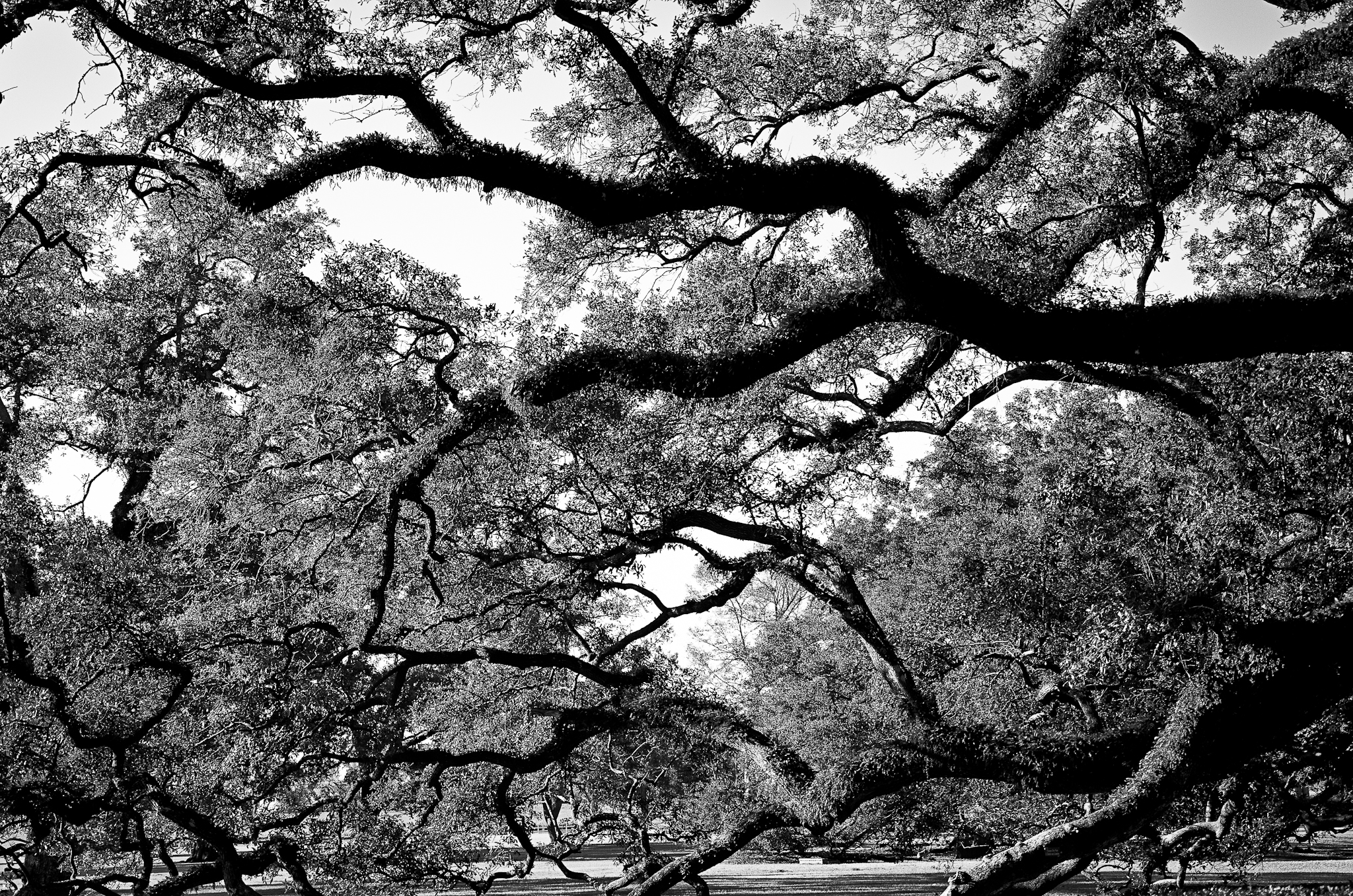 Tree Of Forgiveness