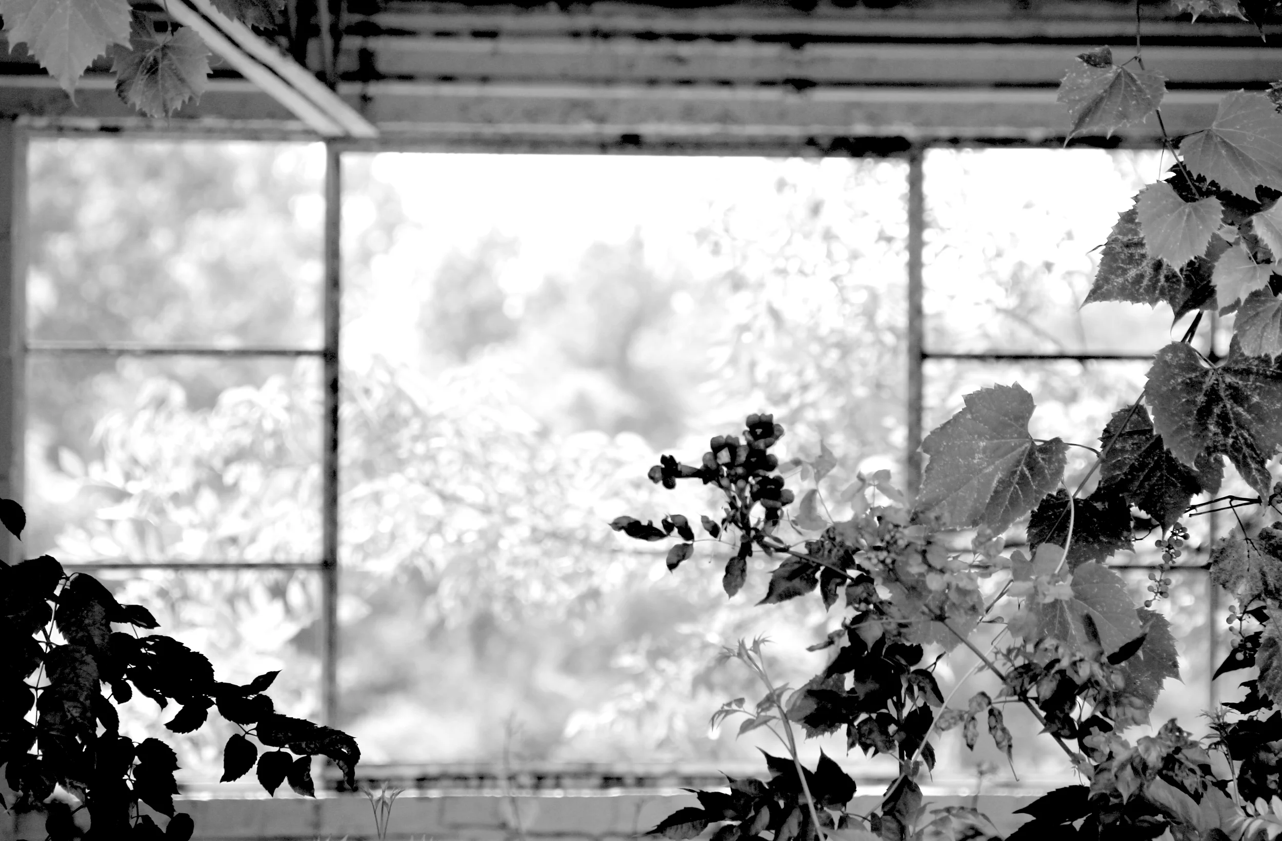IMG_6215.bw2.JPG