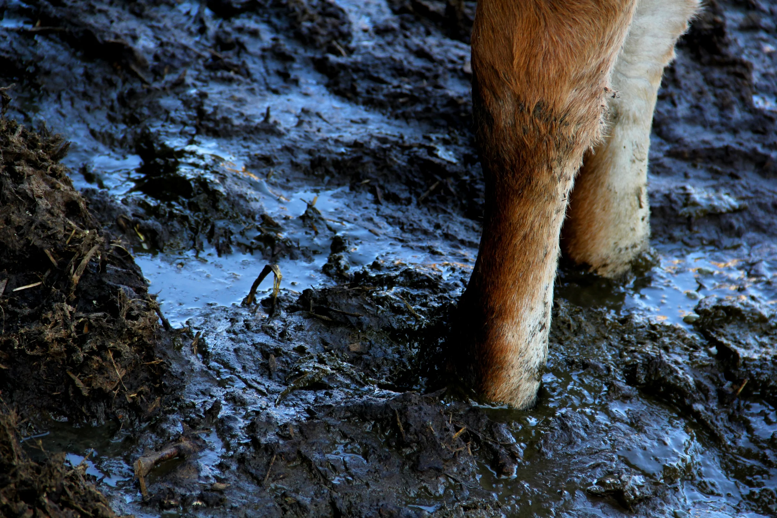 cow legs.JPG