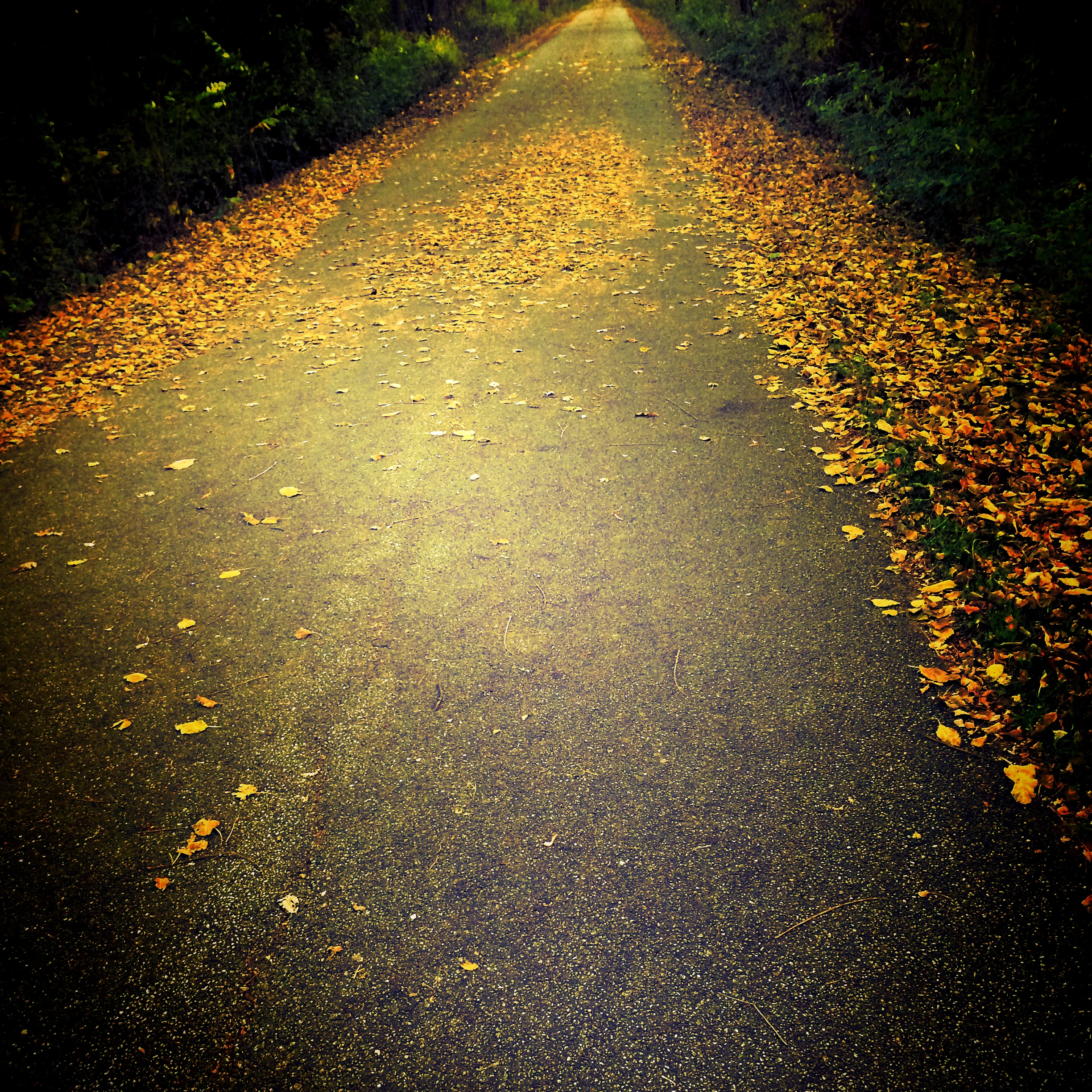 fall trail.JPG