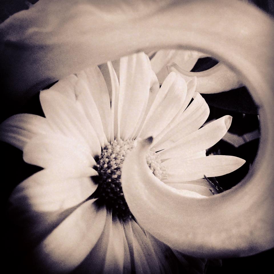 recovery flowers.jpg