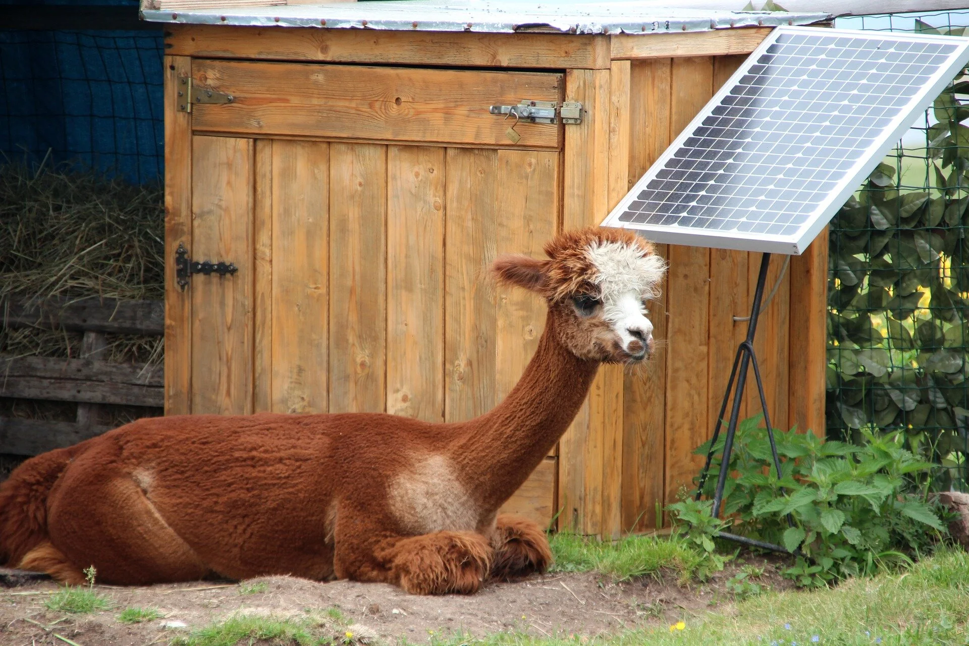 Why is U.S. Alpaca sustainable?