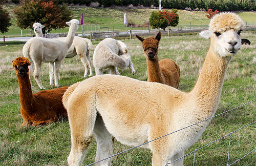 4 Common Myths about Alpacas