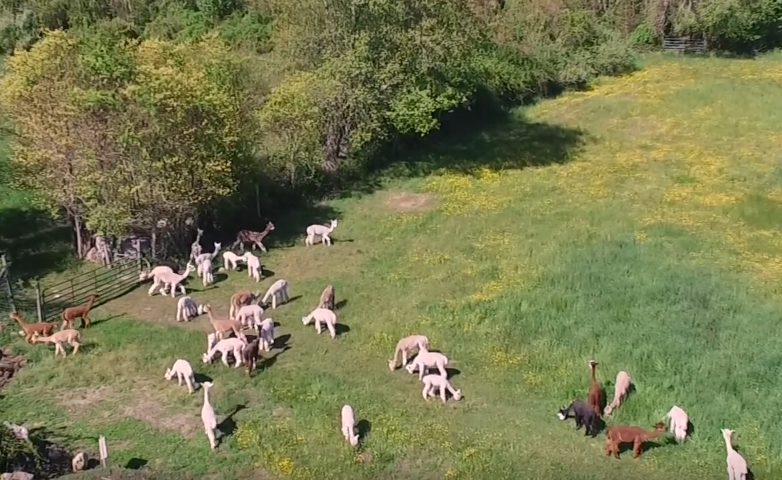 Our Alpacas 1st Day out of Lockdown Be Like