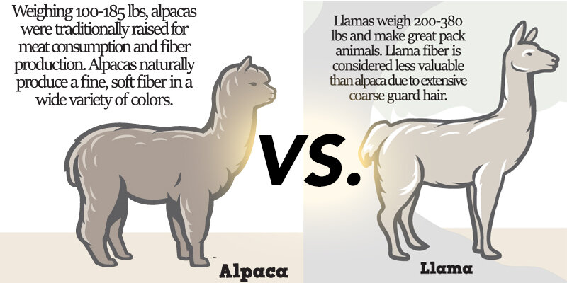 Alpacas vs. Llamas: The Ultimate Guide to Telling Who's Who