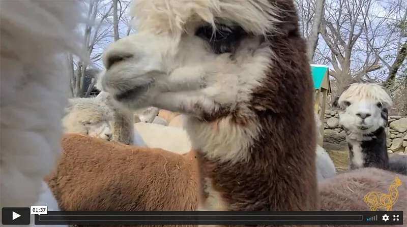 Pretending it's Spring on the Alpaca Farm