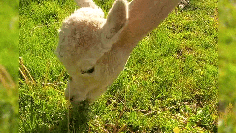 Our Alpacas enjoy their Spring Hair Cuts roaming the Farm