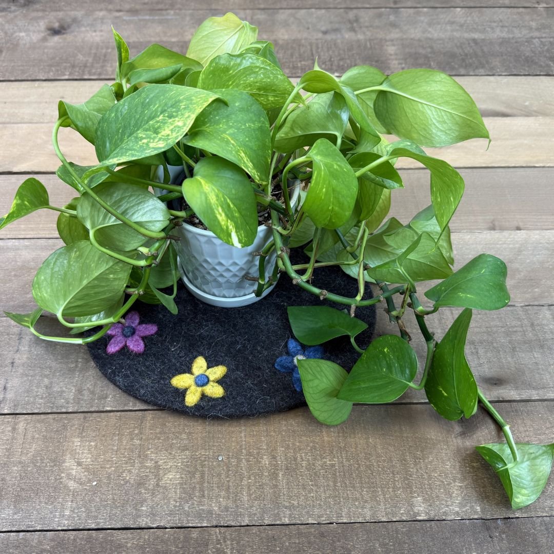 Plant on trivet.jpg