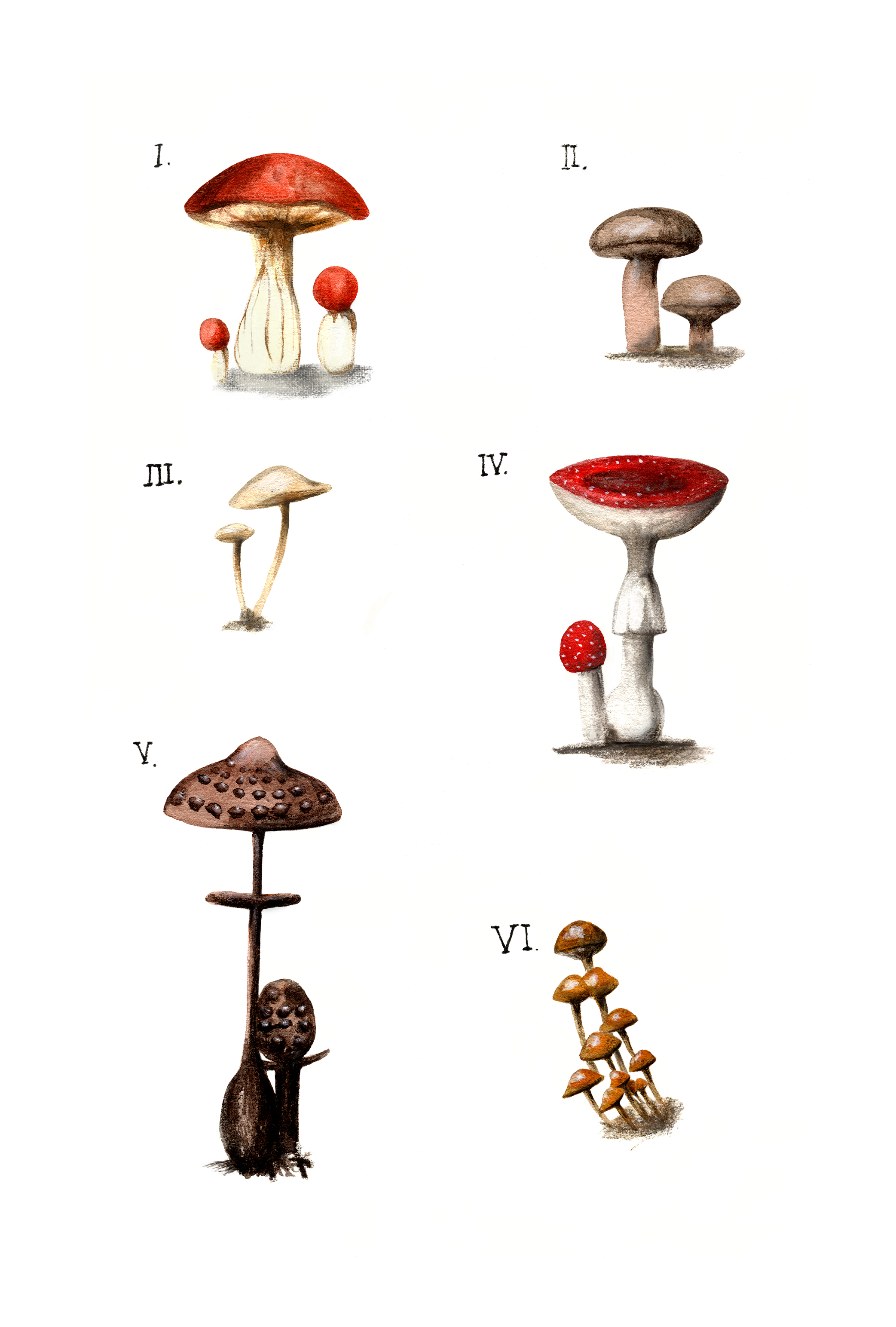 Mushrooms.png