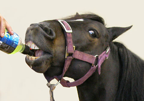  &nbsp; &nbsp; &nbsp; &nbsp; &nbsp; &nbsp; &nbsp; &nbsp; &nbsp; &nbsp; &nbsp; &nbsp; &nbsp; Ça a l'air que les chevaux aiment la bière....Pourquoi pas ? 