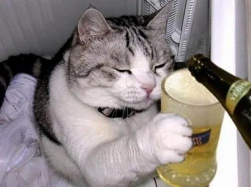  Tout le monde connaît le truc, si tu veut savoir si un quelque chose est encore bon , tu en donnes à un chat...celui-ci sait définitivement ce qui est bon.... 