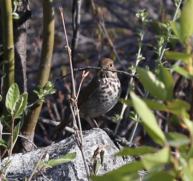 Hermit Thrush. Photo by Leanne Phelps