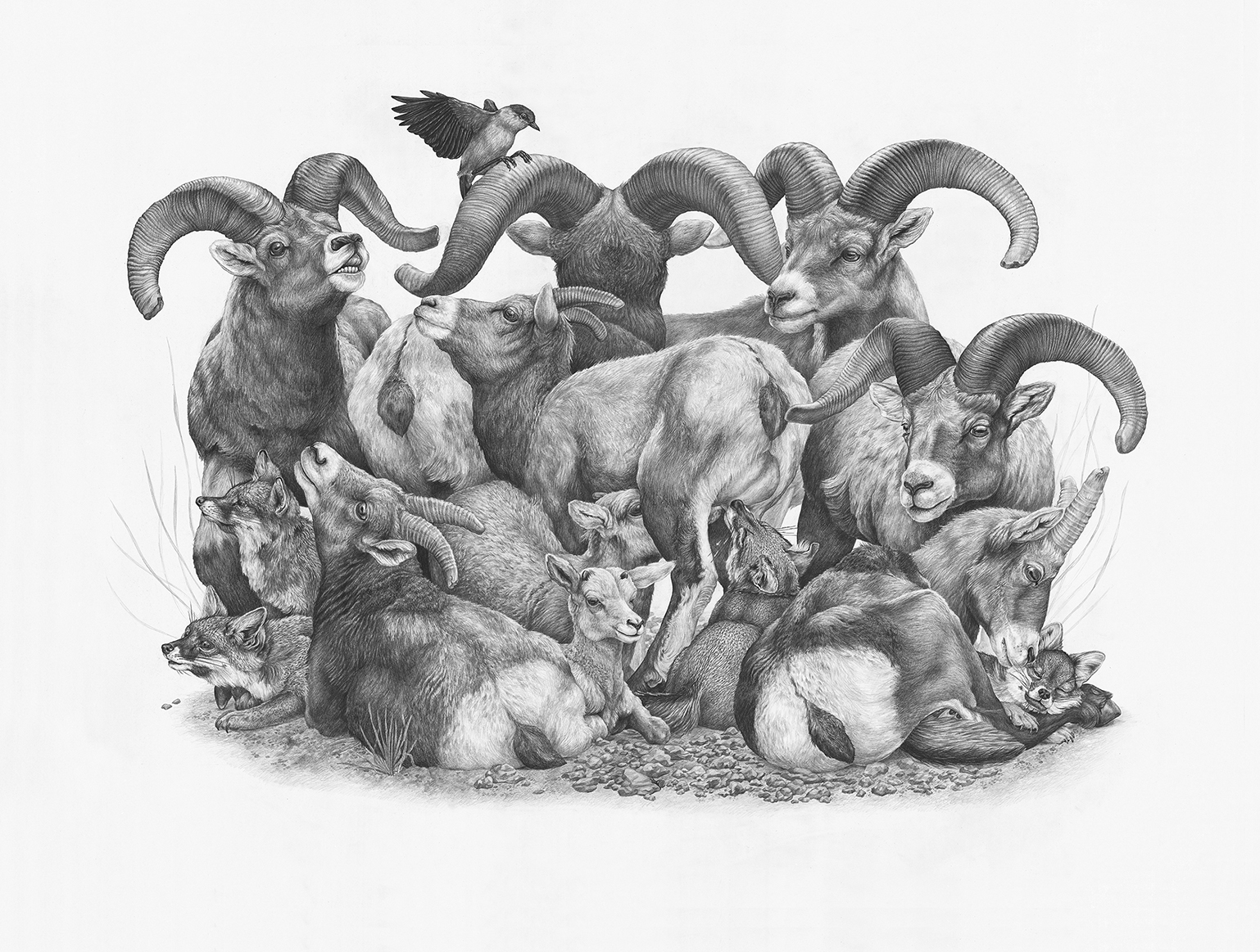 Bighorns.jpg