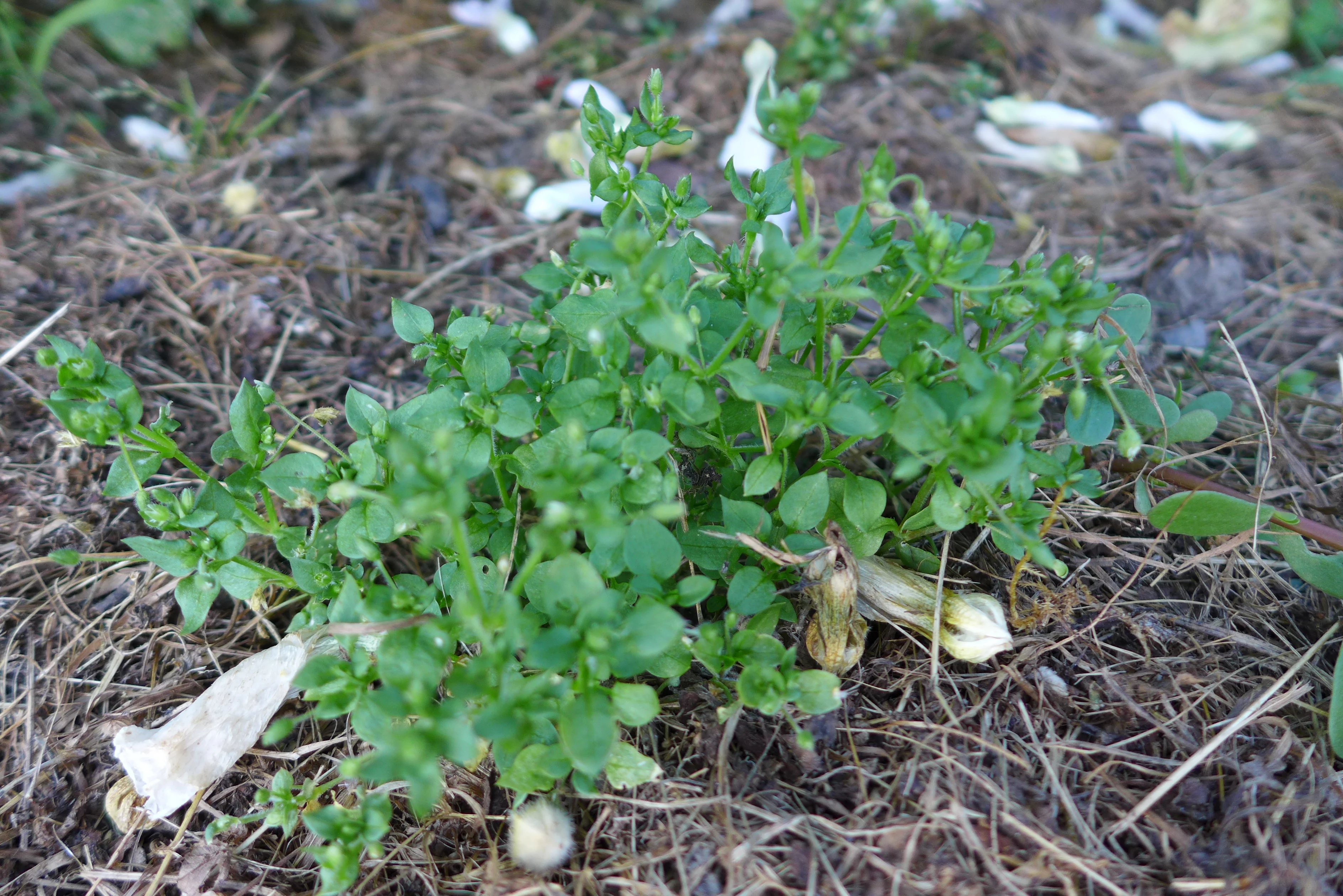 Ist es wirklich Unkraut?