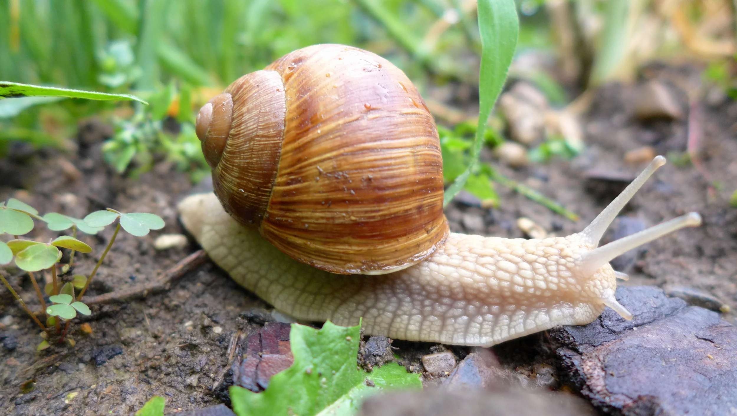 Weinbergschnecke