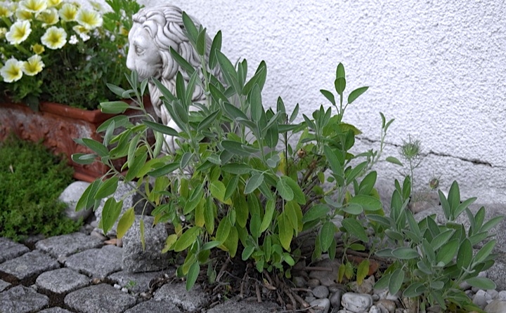 Egal ob im Gemüsebeet oder an der Hausmauer entlang. Salbei ist eine genügsame Pflanze und wächst fast überall.