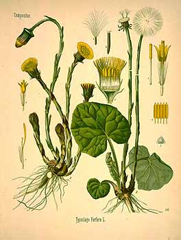  Bild: http://plantgenera.org/