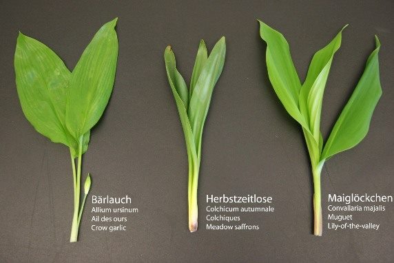Foto: www.veggie-dreams.at